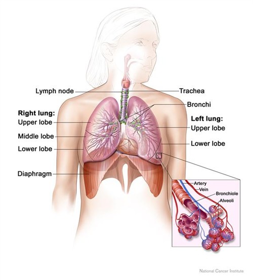 Public-domain anatomical illustration of the lungs and diaphragm