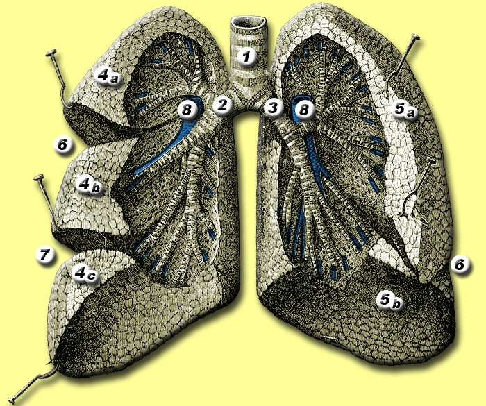 Public-domain anatomical illustration of the human lungs and airways