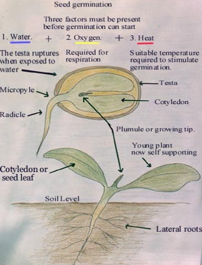 Seed germination