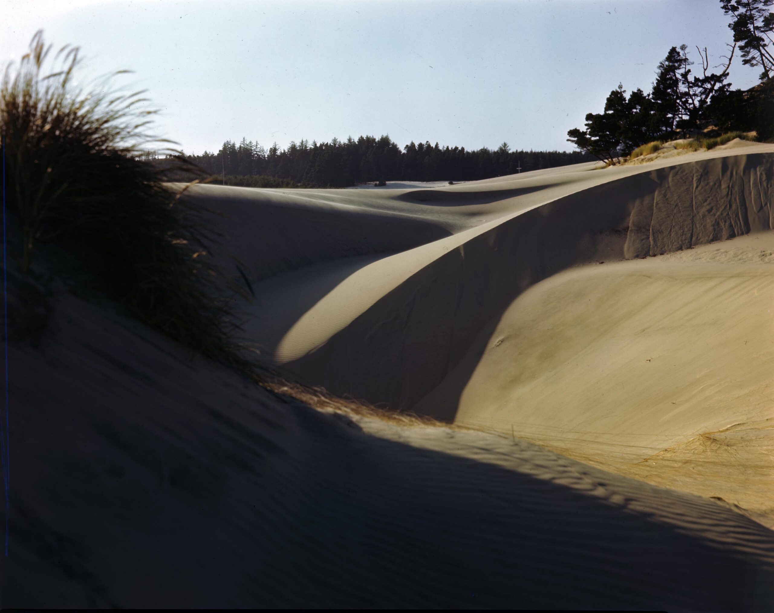 Historic photograph of coastal sand dunes near Florence, Oregon, the landscape that helped inspire Frank Herbert's Dune.
